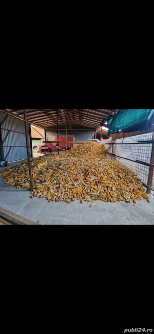 Vand porumb boabe si știuleți 2025 - imagine 2