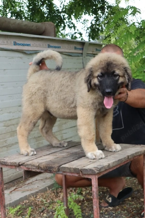 Catei Ciobanesc Caucazian 3 luni