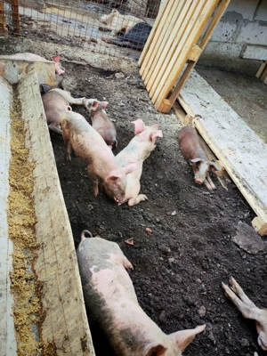 Vând purcei 12 saptamani