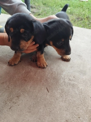 Vând 2 căței teckel 