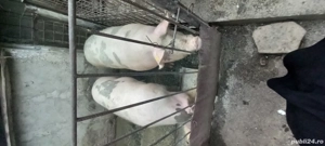 avem 3 porci de vanzare