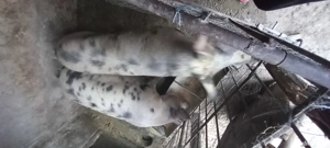 avem 3 porci de vanzare  - imagine 2 avem 3 porci de vanzare  - imagine 2