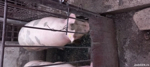 avem 3 porci de vanzare  - imagine 4 avem 3 porci de vanzare  - imagine 4