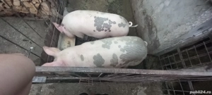 avem 3 porci de vanzare  - imagine 3 avem 3 porci de vanzare  - imagine 3