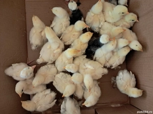 Puișori de găină brahma! - imagine 2 Puișori de găină brahma! - imagine 2