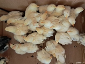 Puișori de găină brahma!