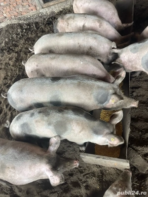 Vand porci  - imagine 3