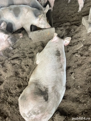 Vand porci  - imagine 2