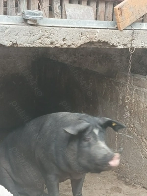 Porc de vânzare 