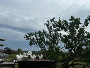 De vanzare porumbei pava