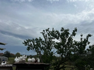 De vanzare porumbei pava - imagine 2 De vanzare porumbei pava - imagine 2