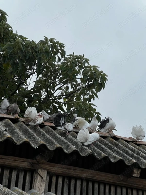 De vanzare porumbei pava - imagine 3 De vanzare porumbei pava - imagine 3