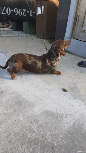 Teckel mascul arlechin ciocolatiu  - imagine 2