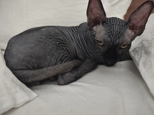 Sphynx Elf băiat de 4 luni