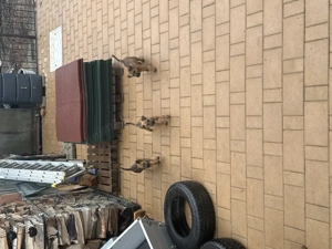 Vând pui Terrier Irlandez - Irish terrier - imagine 2