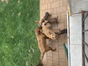 Vând pui Terrier Irlandez - Irish terrier - imagine 3