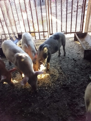 Vând purcei sănătoși   2 luni!   - imagine 2  Vând purcei sănătoși   2 luni!   - imagine 2