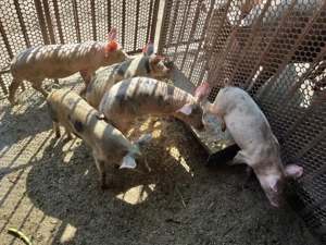  Vând purcei sănătoși   2 luni!  