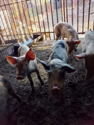 Vând purcei sănătoși   2 luni!   - imagine 4  Vând purcei sănătoși   2 luni!   - imagine 4