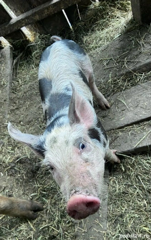 Vând purcei metis Marele Alb x Pietrain, 6 săptămâni - imagine 4