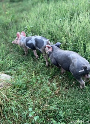 Vând purcei metis Marele Alb x Pietrain, 6 săptămâni - imagine 3