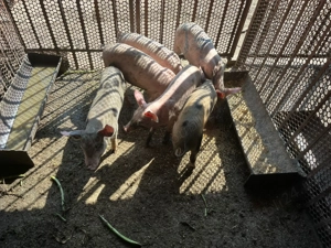 Vând purcei sănătoși   2 luni!   - imagine 5  Vând purcei sănătoși   2 luni!   - imagine 5