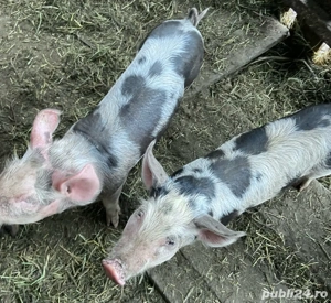 Vând purcei metis Marele Alb x Pietrain, 6 săptămâni