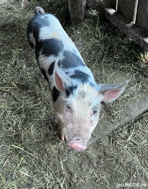 Vând purcei metis Marele Alb x Pietrain, 6 săptămâni - imagine 2