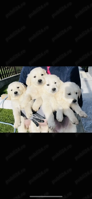 Puiuți Golden Retriver - imagine 2