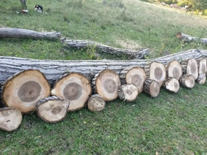 Rondele   bustean nuc