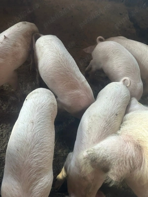 Vând 15 purcei ,8 săptămâni  - imagine 3