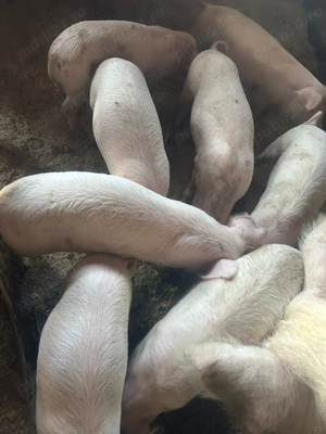 Vând 15 purcei ,8 săptămâni  - imagine 2