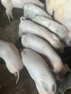 Vând 15 purcei ,8 săptămâni  - imagine 5