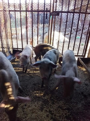 Vând purcei sănătoși   2 luni!   - imagine 3  Vând purcei sănătoși   2 luni!   - imagine 3