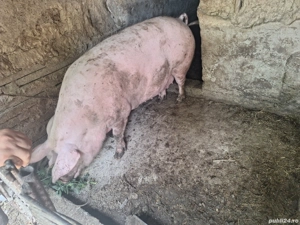 Vând scroafa 300+ 13 lei kg 