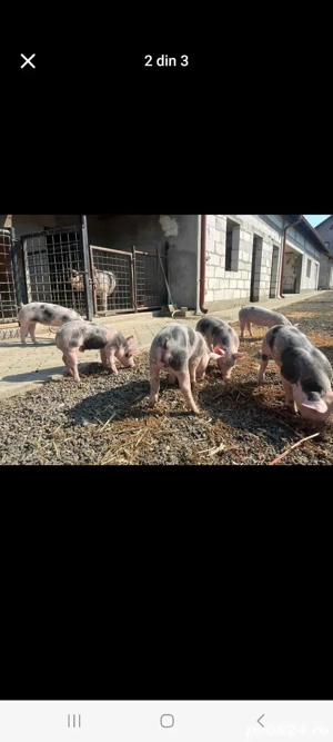 Vând purcei rasa Pietrain