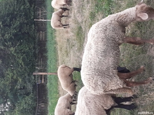 oi sulfok de vânzare  - imagine 5