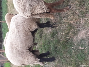 oi sulfok de vânzare  - imagine 3