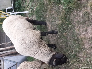 oi sulfok de vânzare 