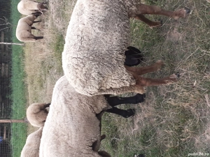 oi sulfok de vânzare  - imagine 4