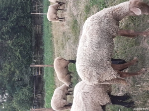 oi sulfok de vânzare  - imagine 2