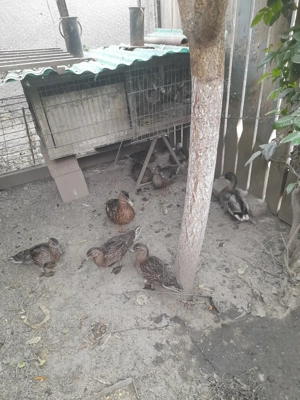 Rațe sălbatice se vânzare 