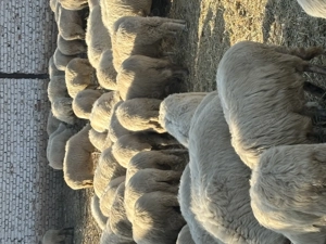 Oi reforme, berbeci reforme, berbeci de ținut. 