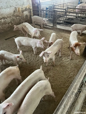 porci , purcei  - imagine 3