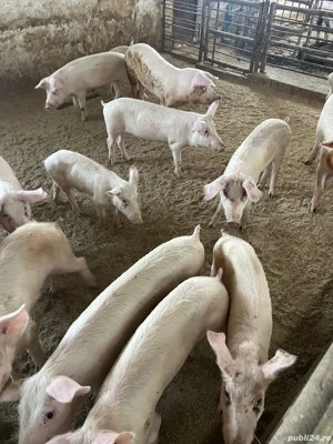 porci , purcei  - imagine 2