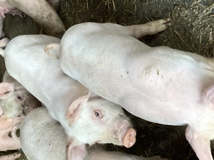 Purcei de vinzare mai multe detali la nr de tel