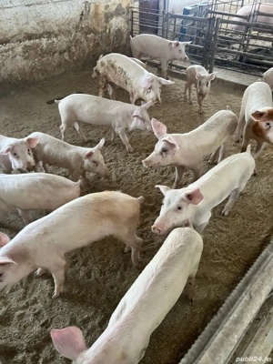 porci , purcei  - imagine 5