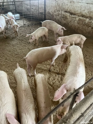 porci , purcei  - imagine 4