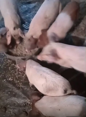 Porci de vânzare   2 luni, crescuți natural, zona Sărulești, Buzău 