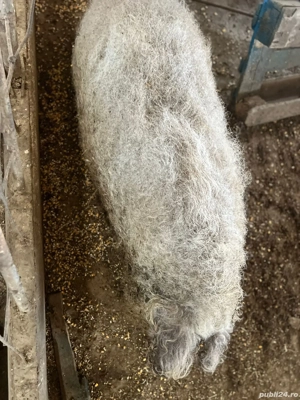 porci mangalita  - imagine 3